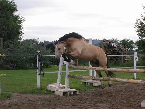 Welsh Pony af Cob-type (sec C) *Bugsy* - Løsspring som han elsker! billede 9