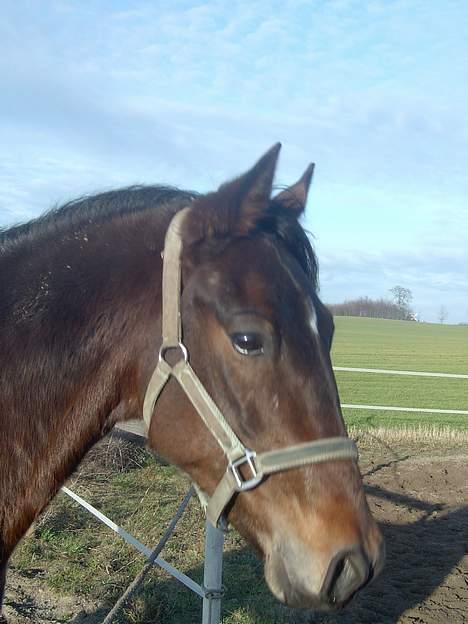 Connemara Bundgaards hingst billede 1