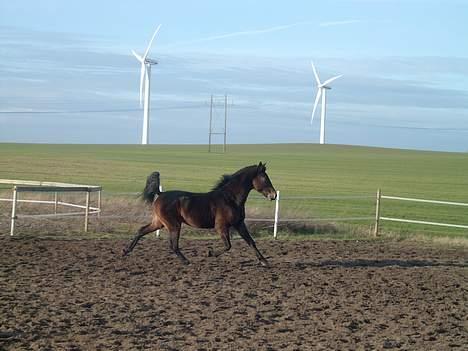Connemara Bundgaards hingst billede 2