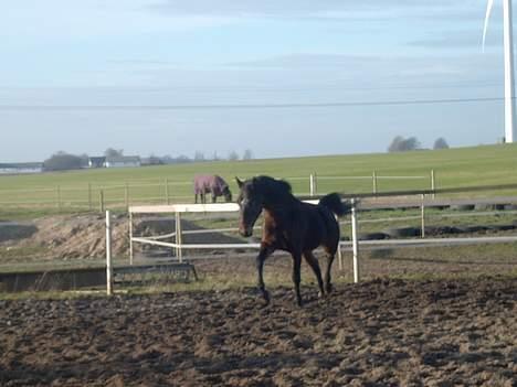 Connemara Bundgaards hingst billede 3