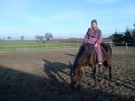 Connemara Bundgaards hingst billede 4