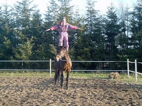 Connemara Bundgaards hingst billede 5