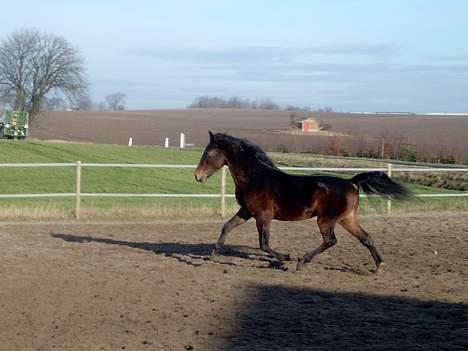 Connemara Bundgaards hingst billede 6