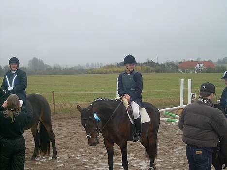 Connemara Bundgaards hingst billede 7