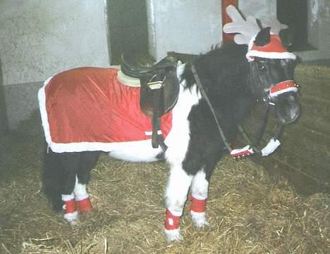 Anden særlig race Whisky(Døde d. 28 okt 05) - Hendes juleudstyr med stort H billede 3