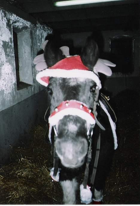 Anden særlig race Whisky(Døde d. 28 okt 05) - Tjek mig... Kan du gætte hvem jeg er...? OBS: hun er ik´ så grå den er blitsen! billede 4