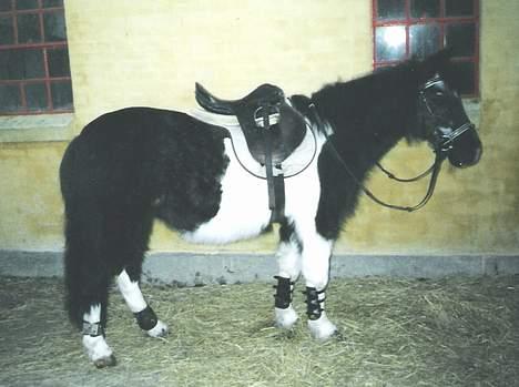 Anden særlig race Whisky(Døde d. 28 okt 05) - Whisky med hendes TYKKE vinterpels billede 6