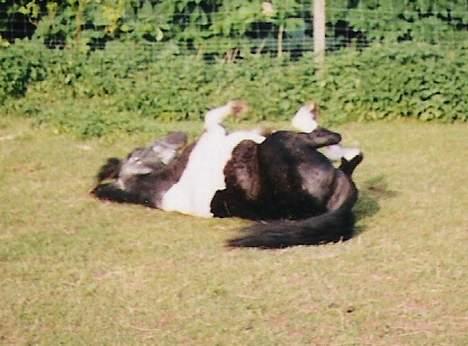 Anden særlig race Whisky(Døde d. 28 okt 05) - Ahhh. Det er dejligt med en rulle tur, for Amanda skal gøre mig ren *tihihi* billede 7