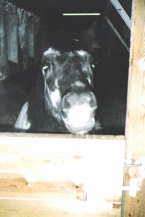 Anden særlig race Whisky(Døde d. 28 okt 05) - Aaaa. Go´ morgen. Et billede hvor hun lige har rejst sig fra sin nattesøvn. OBS. hun er ikk så grå det er kameraet. billede 8