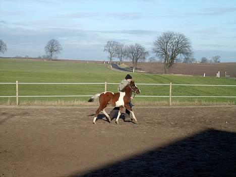 Pinto Mery Poppins billede 9