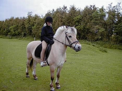 Fjordhest Tøsen *Er elsket* - Parrade Tøsen! billede 5