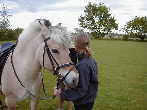 Fjordhest Tøsen *Er elsket* - Min søster og Tøsen billede 6