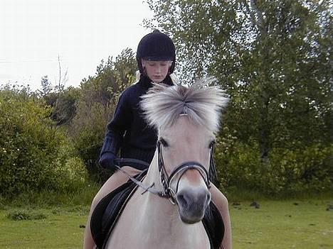 Fjordhest Tøsen *Er elsket* - Hvad er dog det der flyver rundt midt i middagen??? billede 7