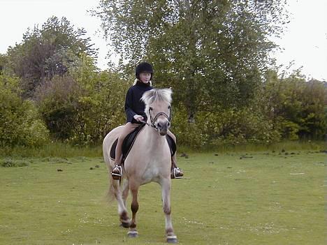 Fjordhest Tøsen *Er elsket* - Sure Tøsen hehe billede 8