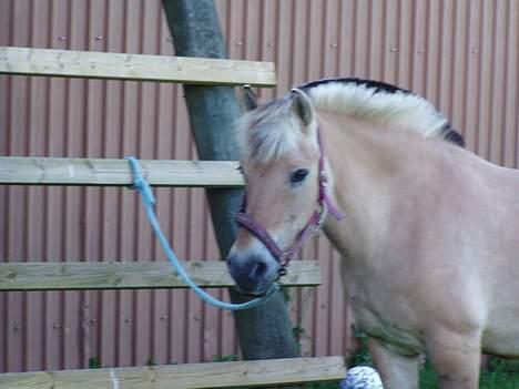 Fjordhest Tøsen *Er elsket* - Hej med jer.. Stem på mig  :-) (lidt sløret) billede 9