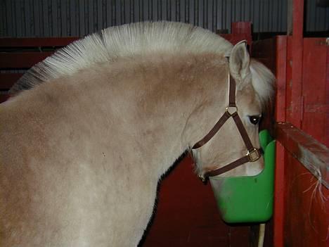 Fjordhest Tøsen *Er elsket* - Mmmm... MAD!! billede 10