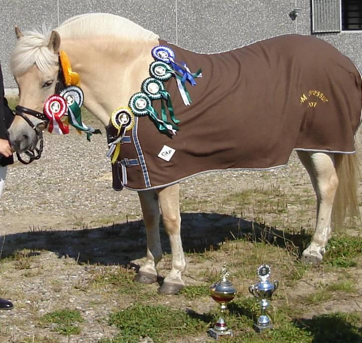 Fjordhest Heebølls Tiny * SOLGT - Tiny Med Sine Flotte Og Velfortjente Præmier billede 10