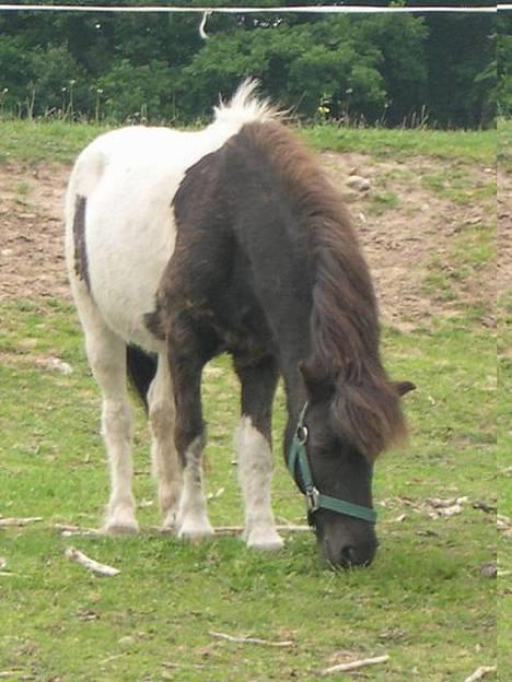 Anden særlig race Lurifax <3hvil i fred <,3 - faxe på fold billede 1