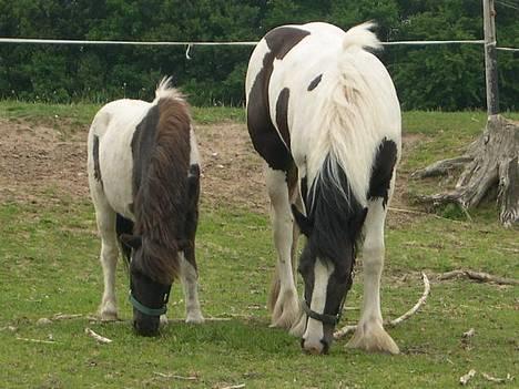 Anden særlig race Lurifax <3hvil i fred <,3 - faxe enya på fold billede 3