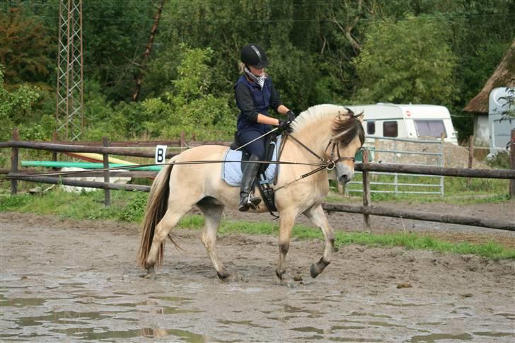 Fjordhest Nikolas Skovbo #Solgt# - Nikolas til dressurkursus 2008 billede 2
