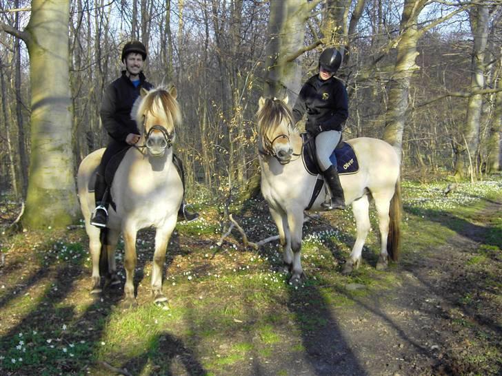 Fjordhest Nikolas Skovbo #Solgt# - Jeg er ude og ride en tur i skoven på Nikolas (min far rider med på Cirkeline, Nikos mor) billede 4