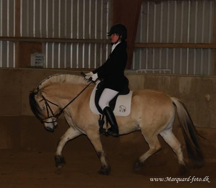 Fjordhest Nikolas Skovbo #Solgt# - Nikolas og jeg til vores 2. stævne, rider LD2 fik 63% Fotograf: Lone Marquard billede 6