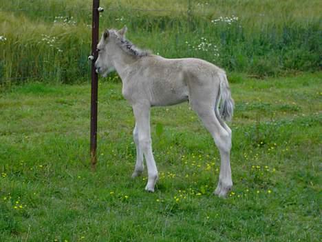 Fjordhest Nikolas Skovbo #Solgt# - Ja allerede 1 dag gammel lavede han ballade billede 10