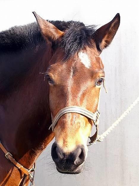 Connemara Disney's Fedtmule SOLGT - SMID EN BEDØMMELSE ! :D  billede 1