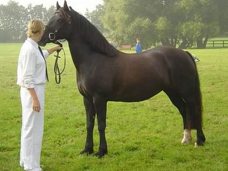 Welsh Cob (sec D) Arddyn Mayflower billede 1