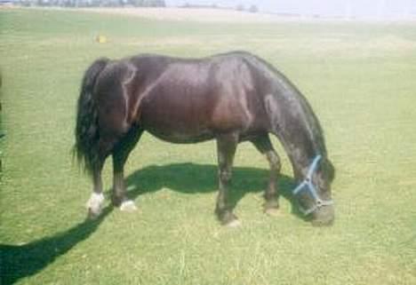 Welsh Cob (sec D) Arddyn Mayflower billede 2