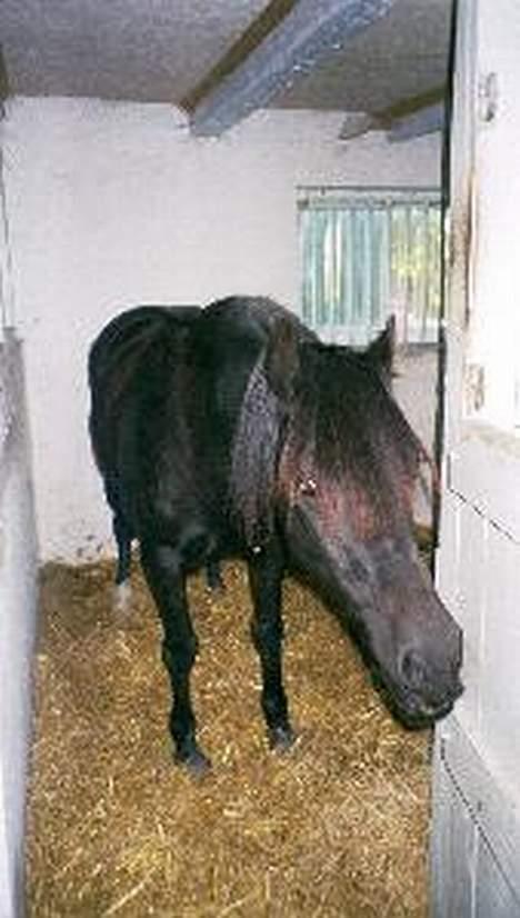 Welsh Cob (sec D) Arddyn Mayflower billede 3