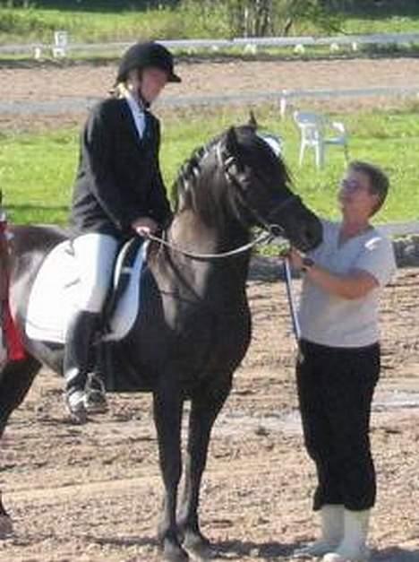Welsh Cob (sec D) Arddyn Mayflower billede 4