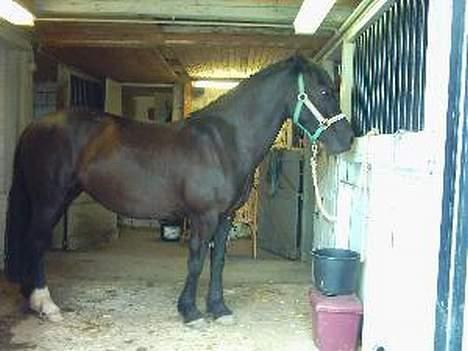 Welsh Cob (sec D) Arddyn Mayflower billede 5