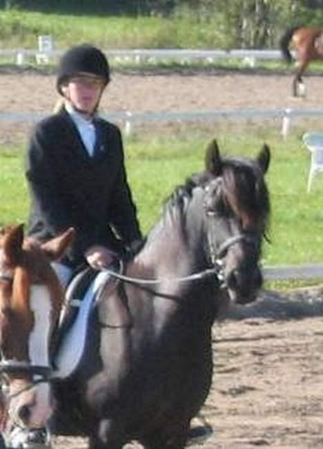 Welsh Cob (sec D) Arddyn Mayflower billede 6