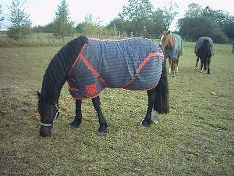 Welsh Cob (sec D) Arddyn Mayflower billede 7