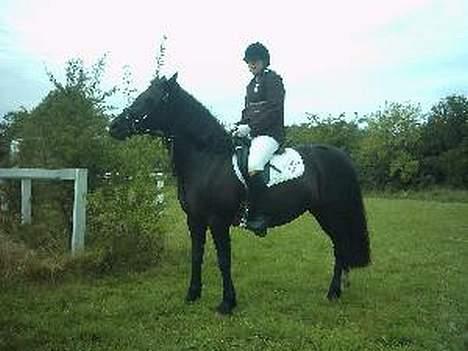 Welsh Cob (sec D) Arddyn Mayflower billede 8