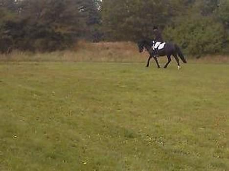 Welsh Cob (sec D) Arddyn Mayflower billede 9