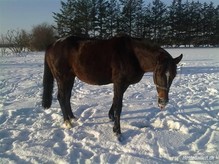 Dansk Varmblod  Bøgesprings Shakira billede 4