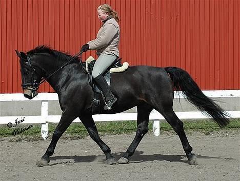 Oldenborg Grock Birkehøj *Solgt* billede 5
