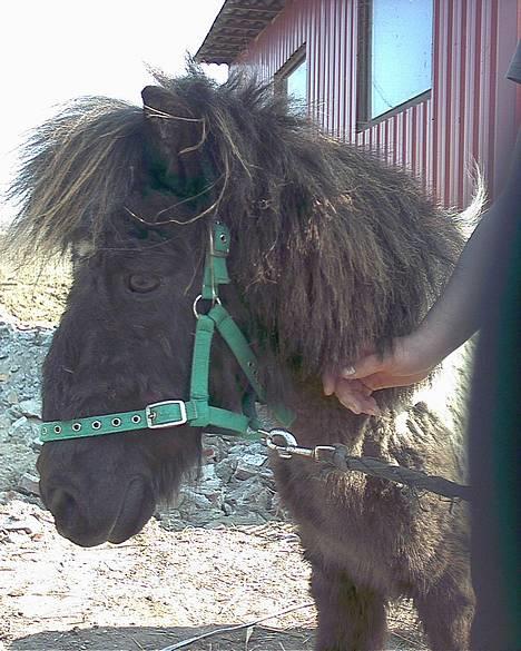 Anden særlig race Lurifax <3hvil i fred <,3 - her er lige et af hans hovede billede 4