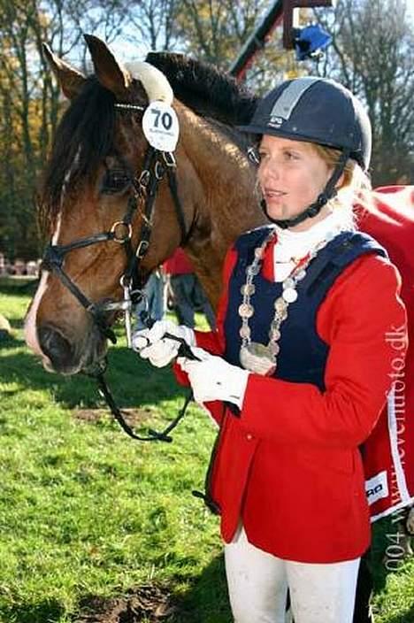 Dansk Varmblod Senta billede 8
