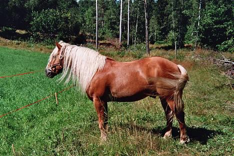 Haflinger AMOR - Er jeg ikke nydelig billede 1