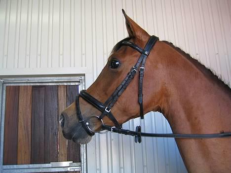 Arabisk fuldblod (OX) Emma ox (solgt) - 21/04-2007 billede 1