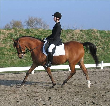 Arabisk fuldblod (OX) Emma ox (solgt) - stævne i randers 2005 billede 2