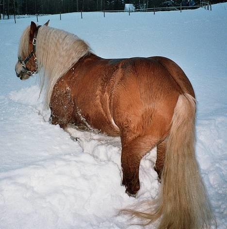 Haflinger AMOR - Amor i Norge billede 2