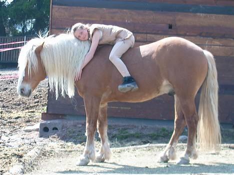 Haflinger AMOR - Det er så deilig med sommer billede 3