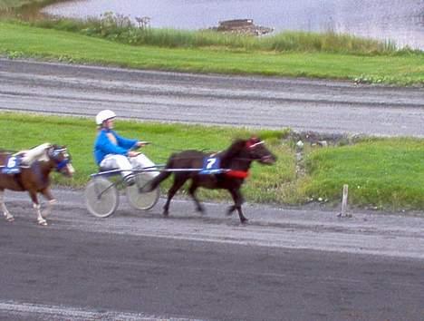 Shetlænder Lill-Patrik (solgt) - meg og patrik i løp billede 6