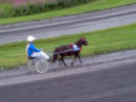 Shetlænder Lill-Patrik (solgt) - Her er vi på oppløpet =) billede 7