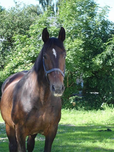 Oldenborg Belinda - Belinda, 25 år, juli 06 billede 1