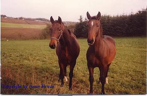 Oldenborg Belinda - Belinda som 1 årige. billede 2